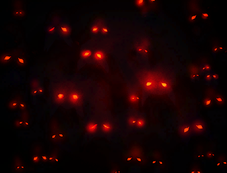 Vampirischer Schwarm